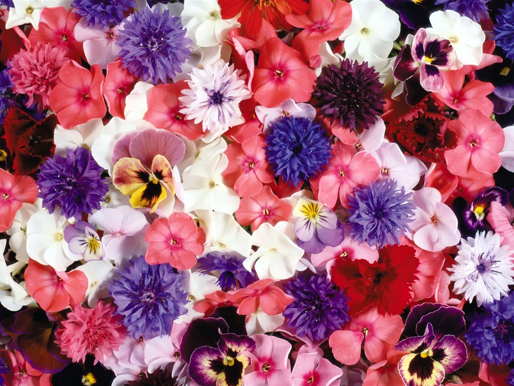 Rodeado de flores impresionantes fondos de escritorio #1 - 1024x768