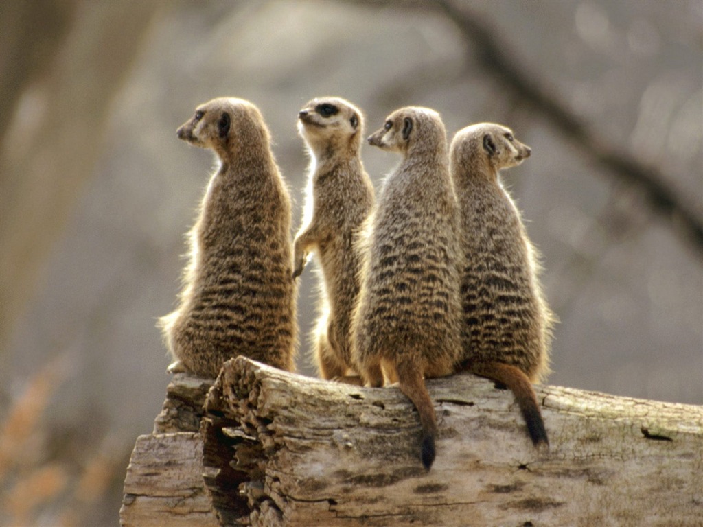 Magnifique écran mondiale des animaux #2 - 1024x768