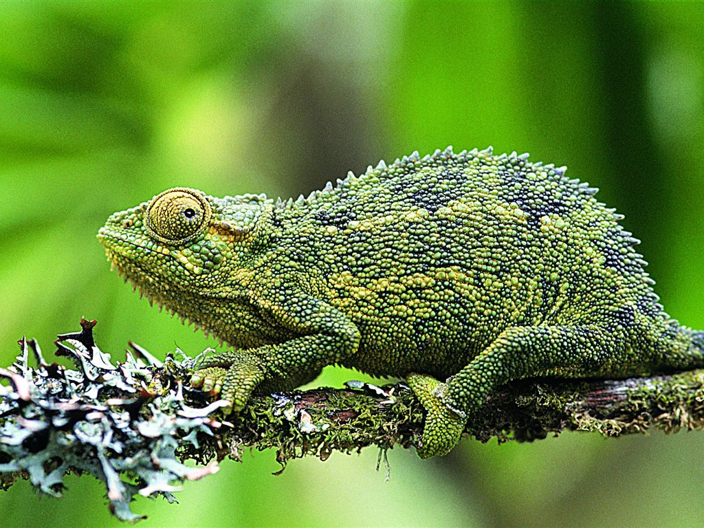 HD álbumes lagarto fondo de pantalla #6 - 1024x768