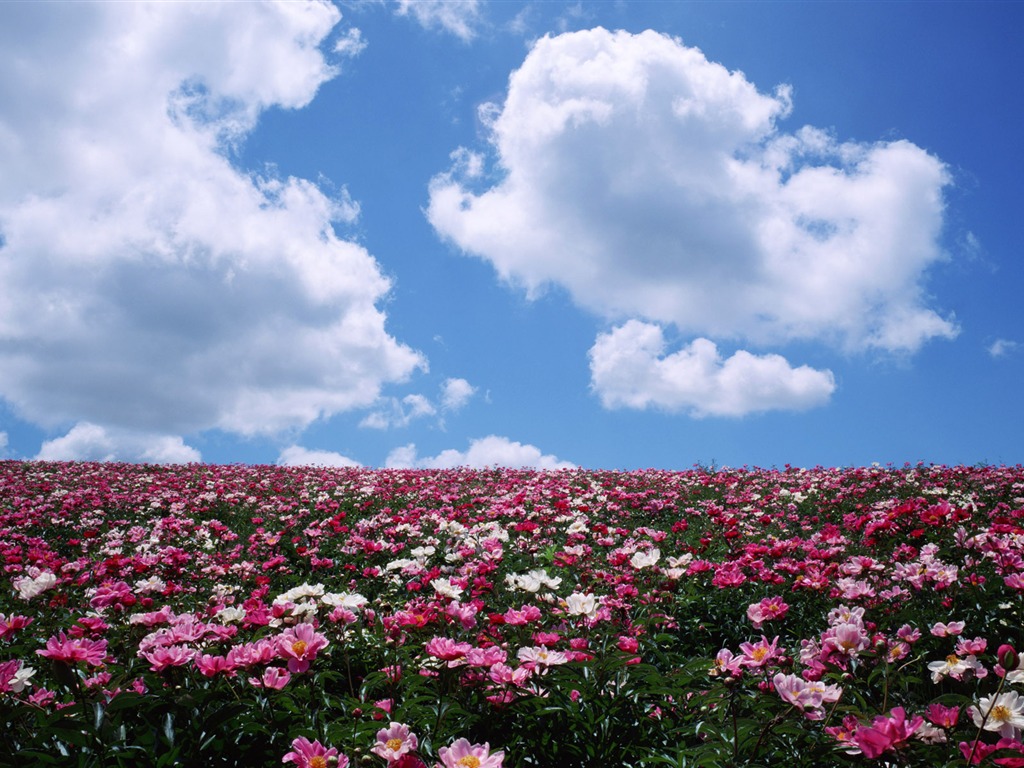 Blue Sky bílé mraky a květiny tapety #4 - 1024x768