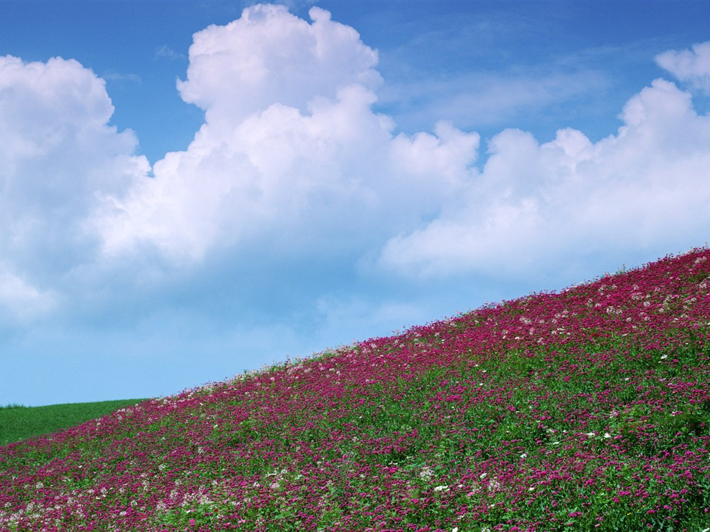 蓝天白云与鲜花壁纸13 - 1024x768