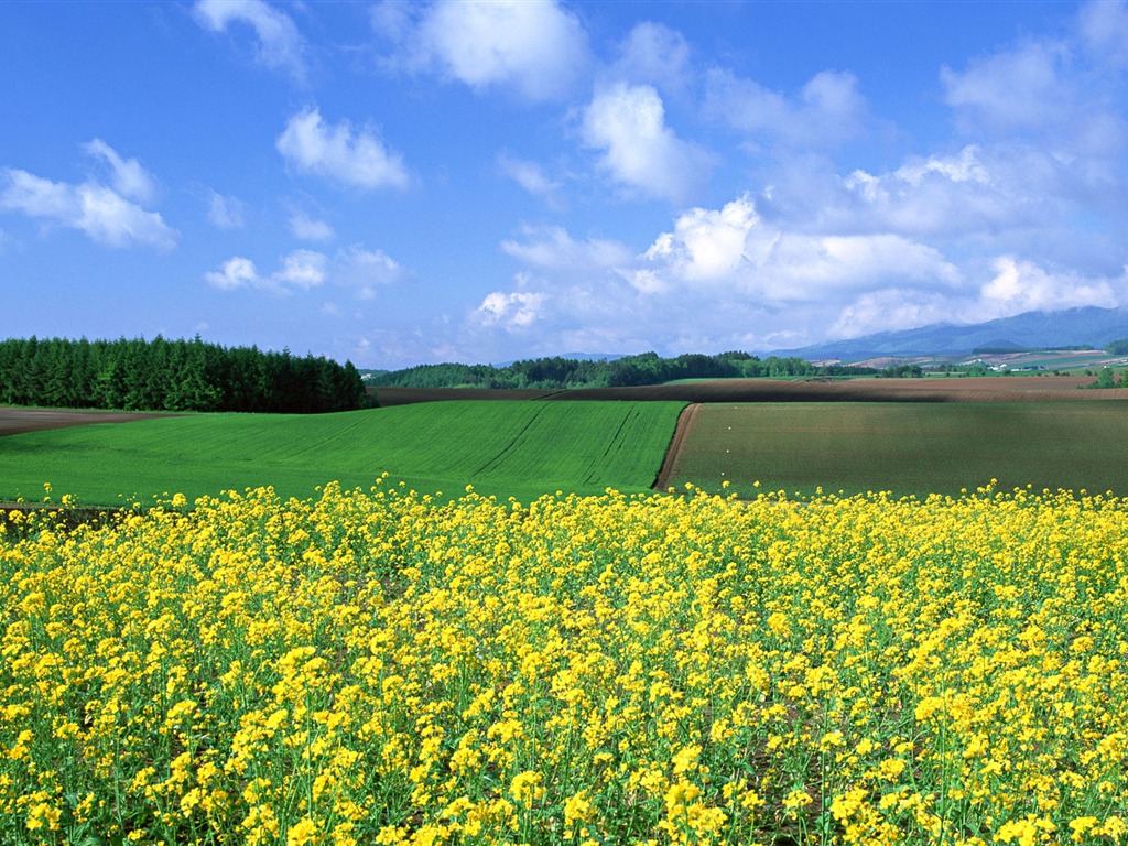 Blue Sky bílé mraky a květiny tapety #15 - 1024x768