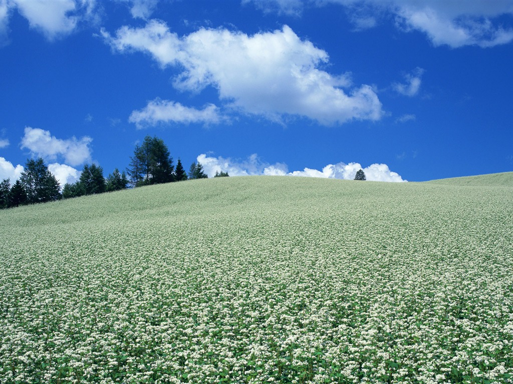 Blauer Himmel, weiße Wolken und Blumen Wallpaper #17 - 1024x768