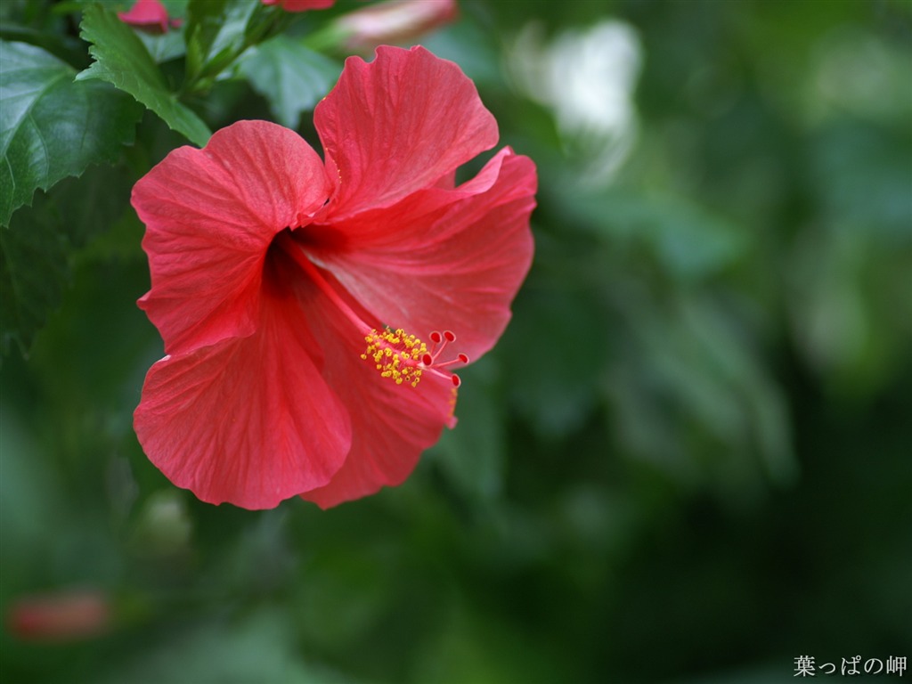 Fleurs exquises d'écran #17 - 1024x768