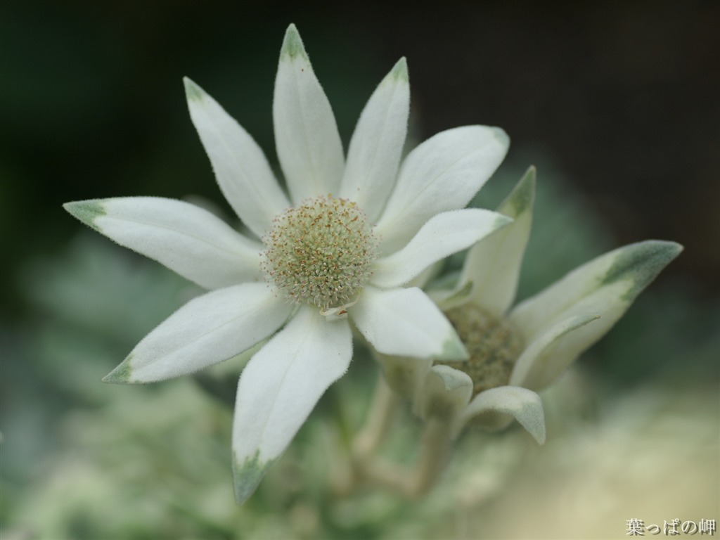 Fleurs exquises d'écran #18 - 1024x768