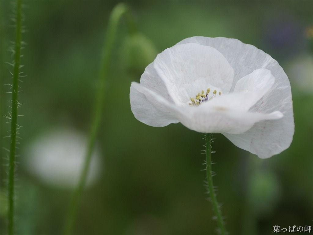 絶妙な花の壁紙 #27 - 1024x768