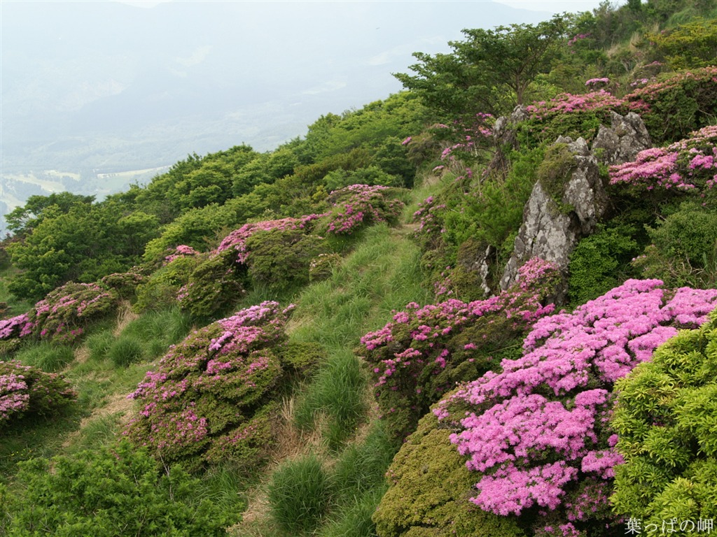 花卉摄影精美壁纸44 - 1024x768