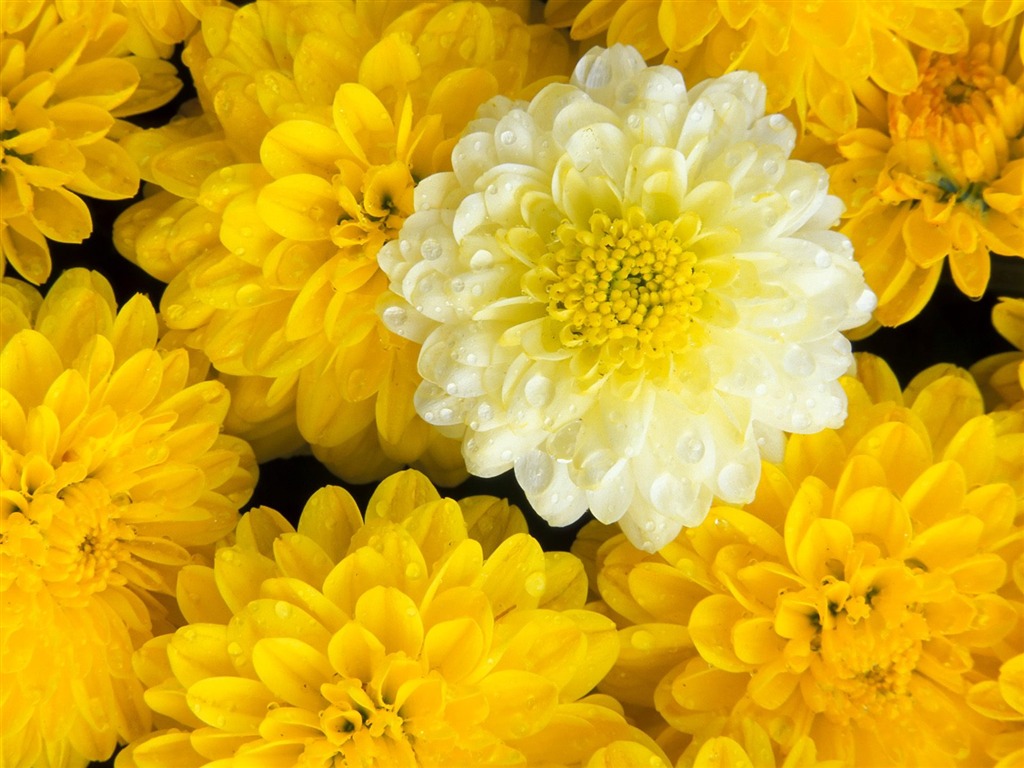 Květiny close-up (7) #12 - 1024x768