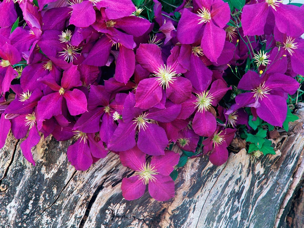 Květiny close-up (7) #17 - 1024x768