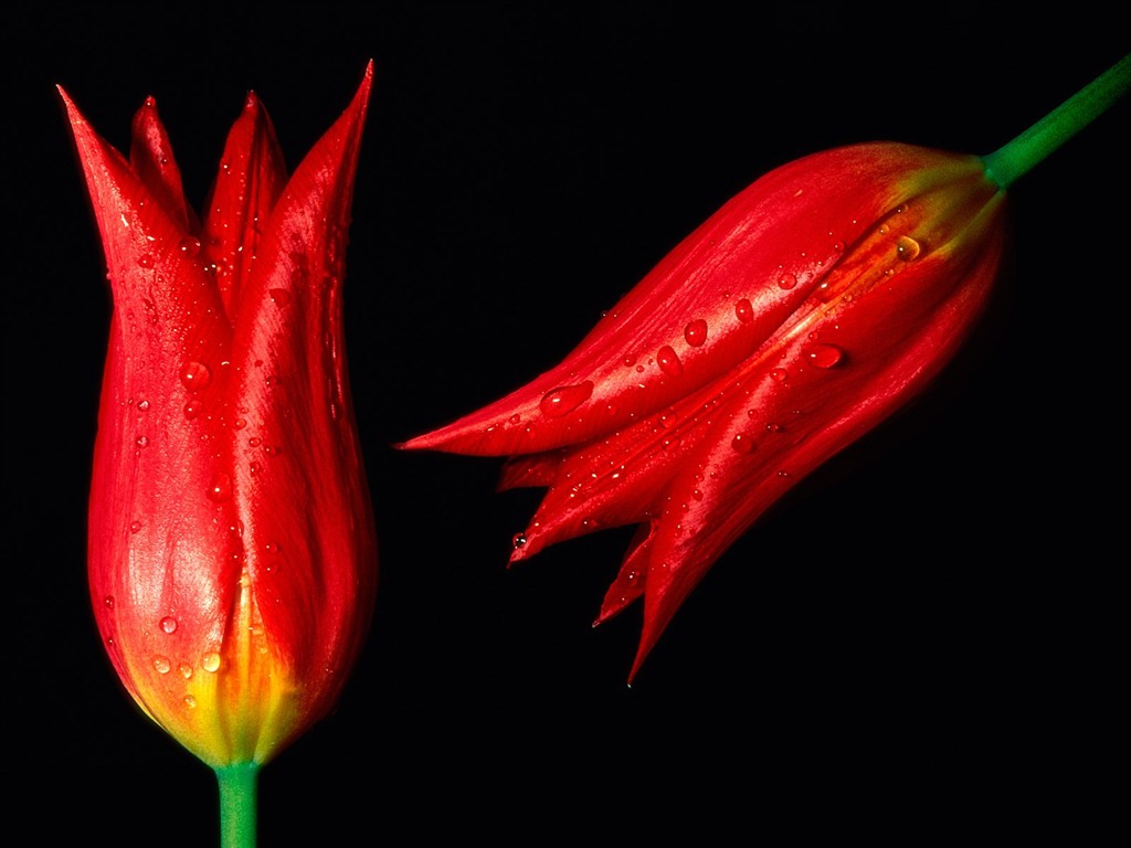 Flowers close-up (9) #7 - 1024x768