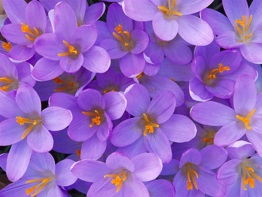 Květiny close-up (9) #9 - 1024x768