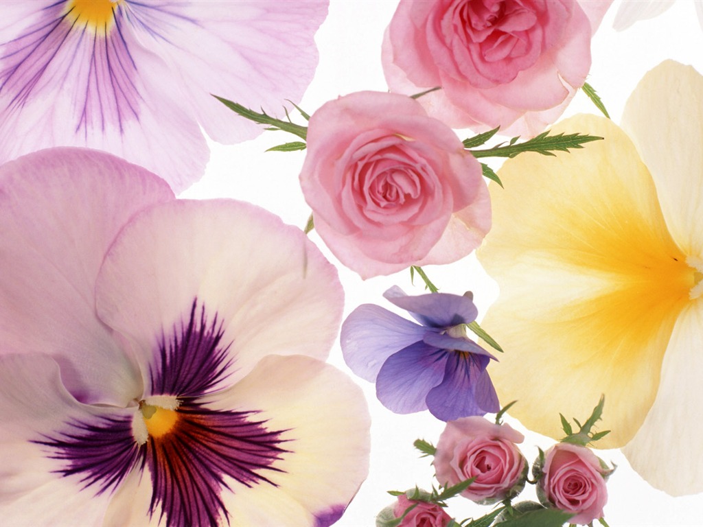 Květiny close-up (10) #12 - 1024x768
