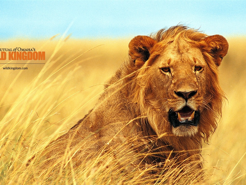 Wild Kingdom 动物壁纸11 - 1024x768