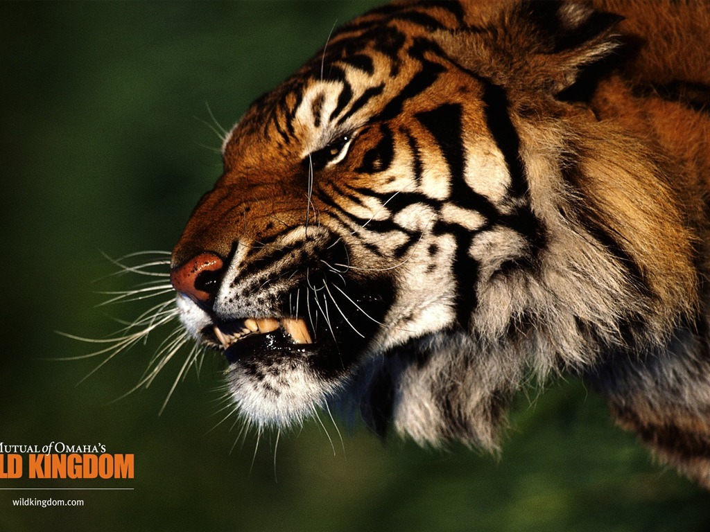 Wild Animal Kingdom Wallpapers #22 - 1024x768