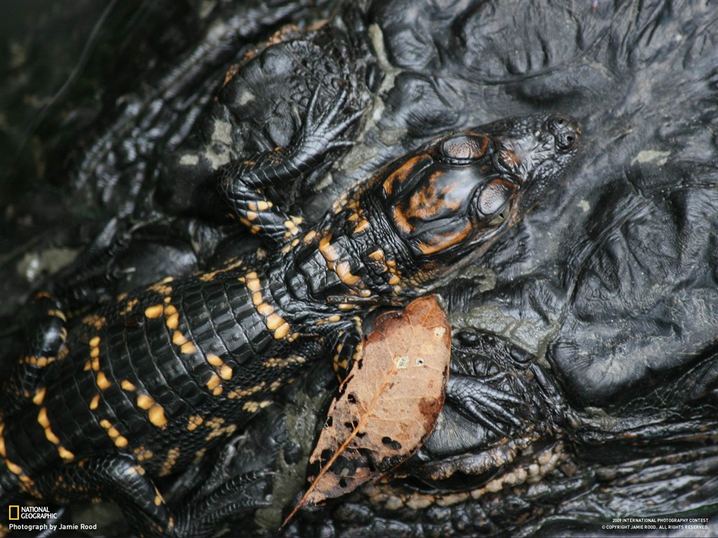 National Geographic Tapety zvířat články (4) #19 - 1024x768