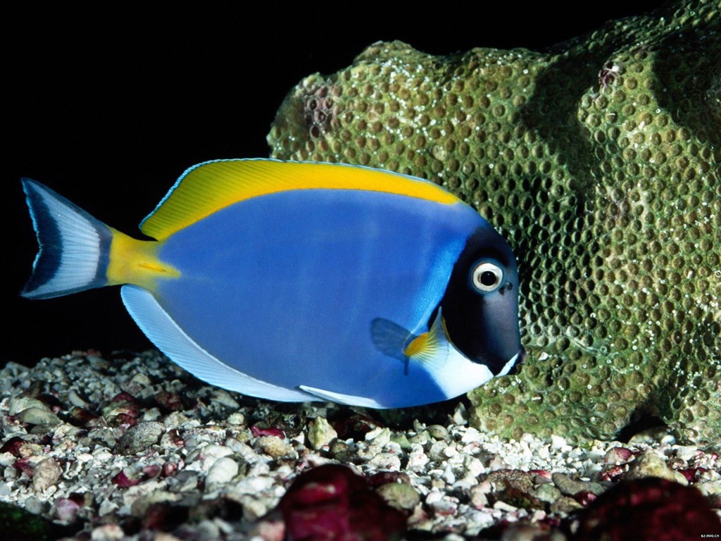 Цветной альбомы тропических рыб обои #14 - 1024x768
