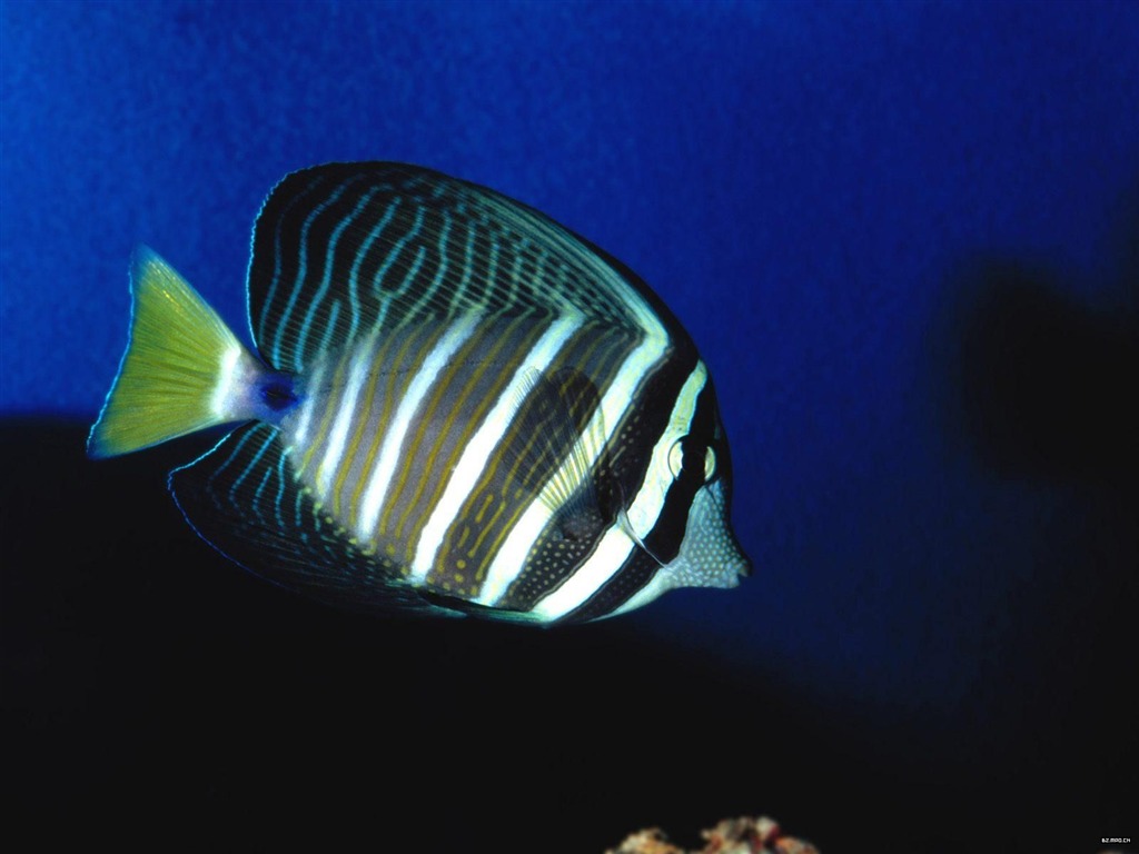 barevné tropické ryby wallpaper alba #15 - 1024x768