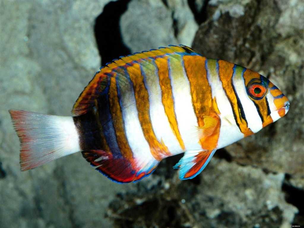 Цветной альбомы тропических рыб обои #16 - 1024x768