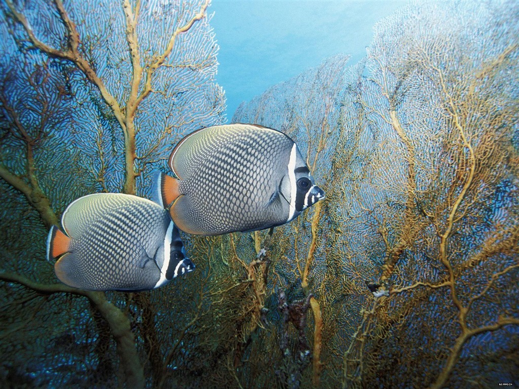 barevné tropické ryby wallpaper alba #17 - 1024x768