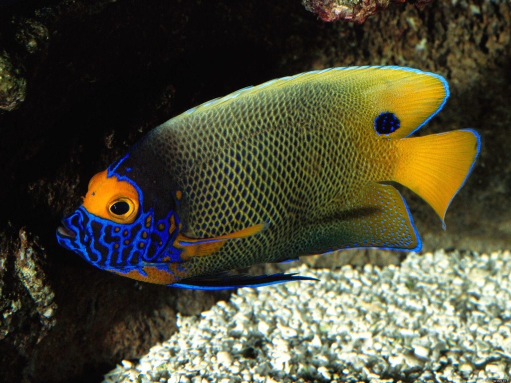Цветной альбомы тропических рыб обои #21 - 1024x768