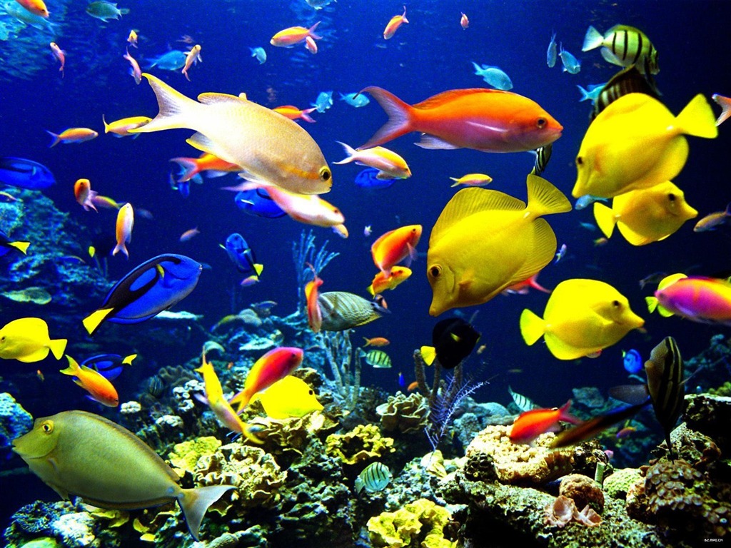 barevné tropické ryby wallpaper alba #23 - 1024x768