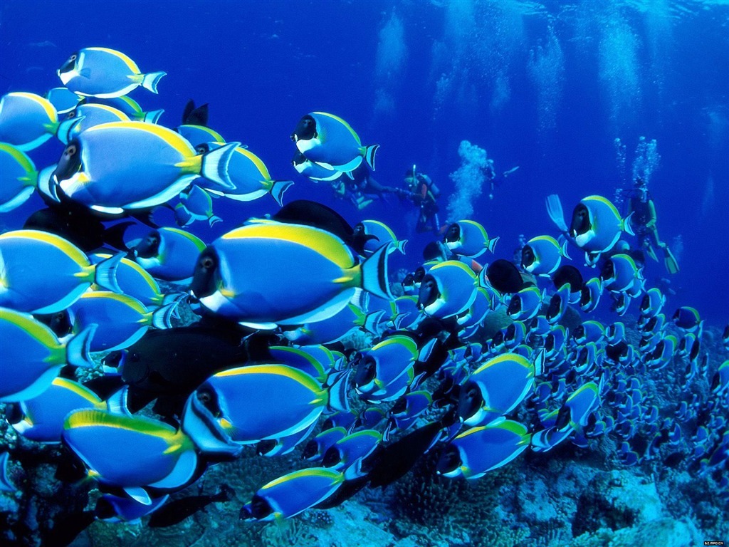 barevné tropické ryby wallpaper alba #25 - 1024x768