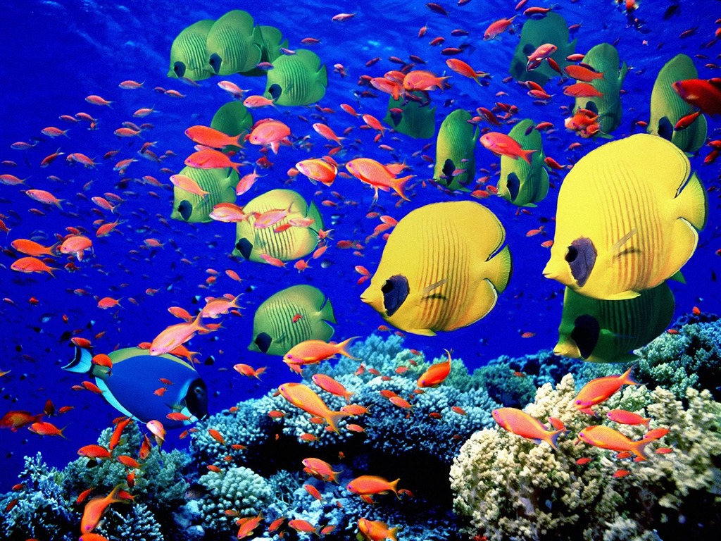Цветной альбомы тропических рыб обои #27 - 1024x768