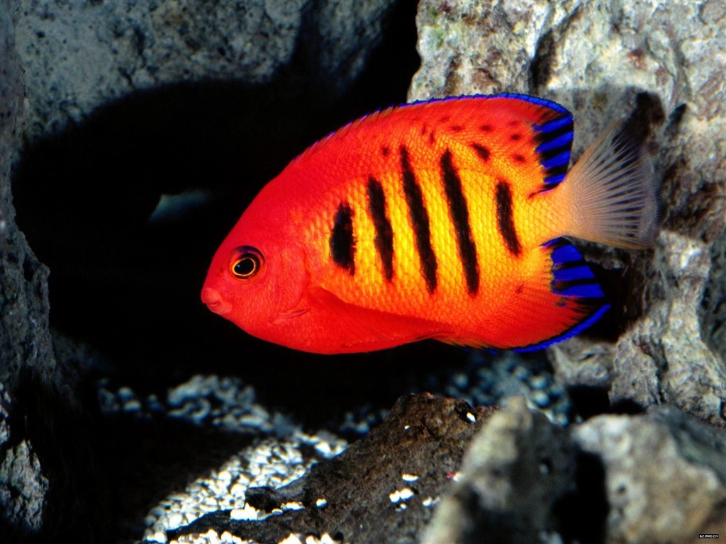 Colorful tropical fish wallpaper albums #1 - 1024x768