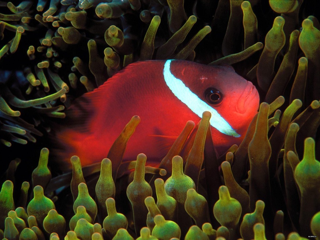 barevné tropické ryby wallpaper alba #10 - 1024x768