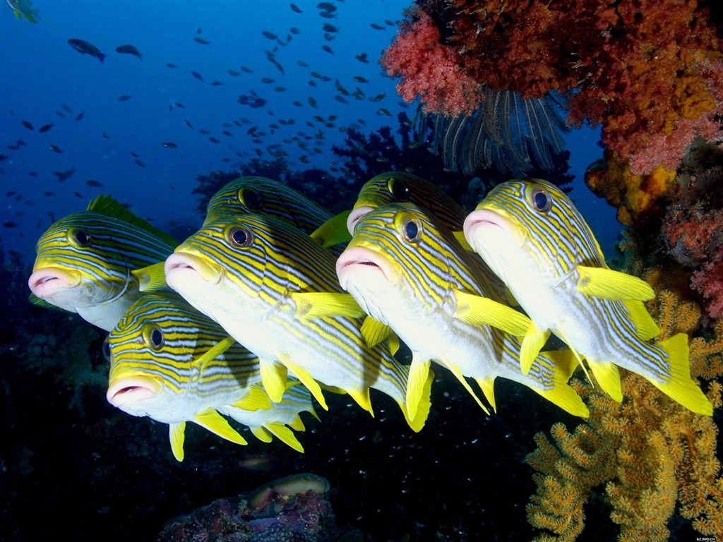 barevné tropické ryby wallpaper alba #11 - 1024x768