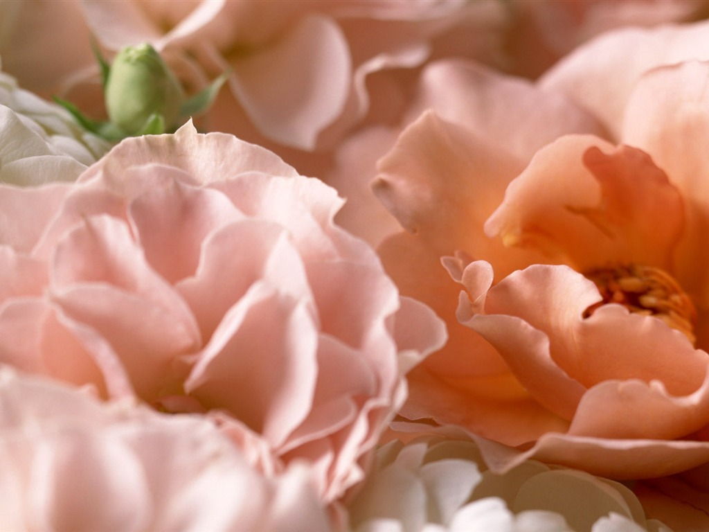 Květiny close-up (14) #3 - 1024x768