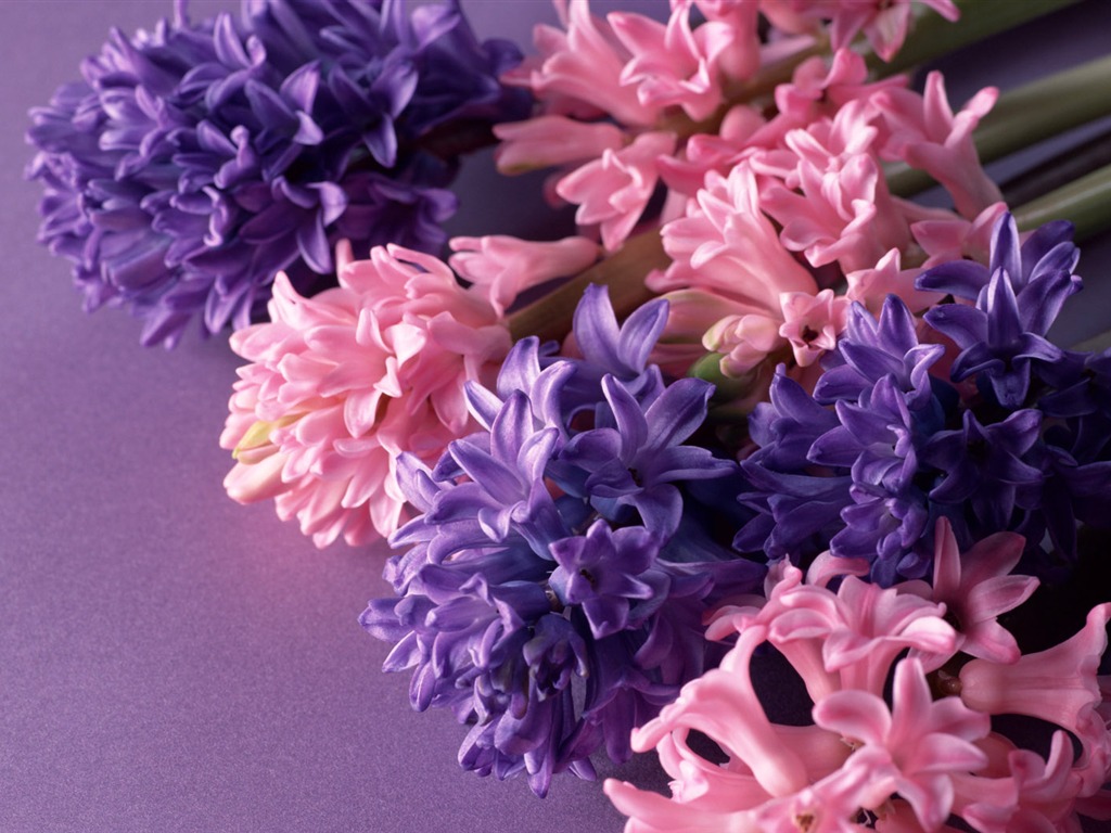 Květiny close-up (14) #11 - 1024x768