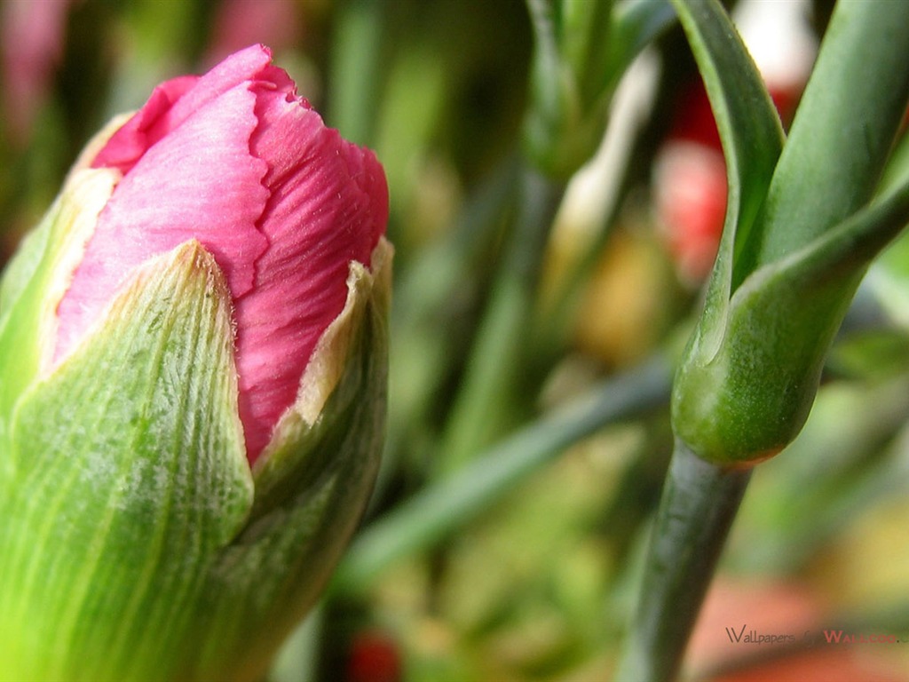 Mother's Day of the carnation wallpaper albums #11 - 1024x768