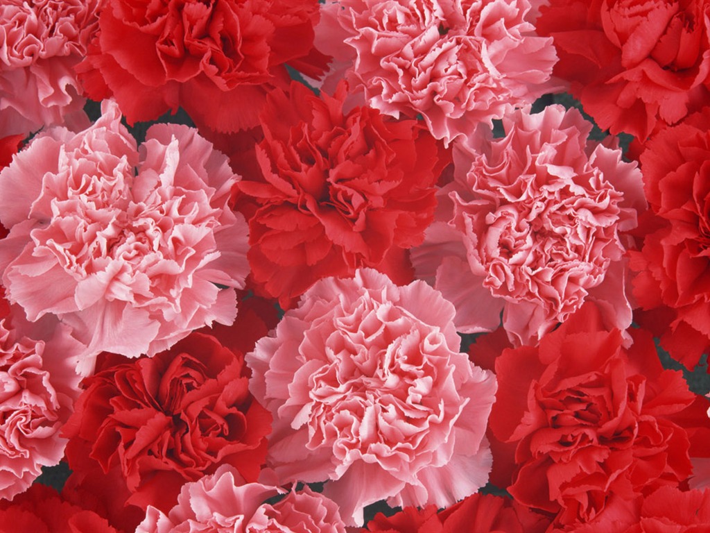 Mother's Day of the carnation wallpaper albums #20 - 1024x768