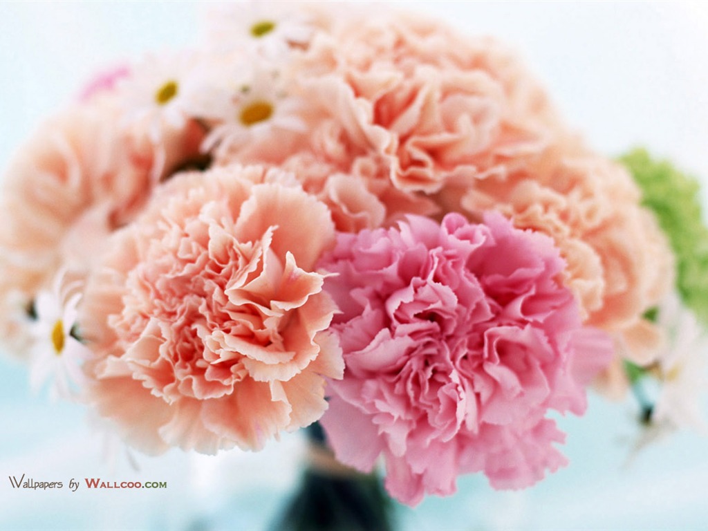 Mother's Day of the carnation wallpaper albums #22 - 1024x768