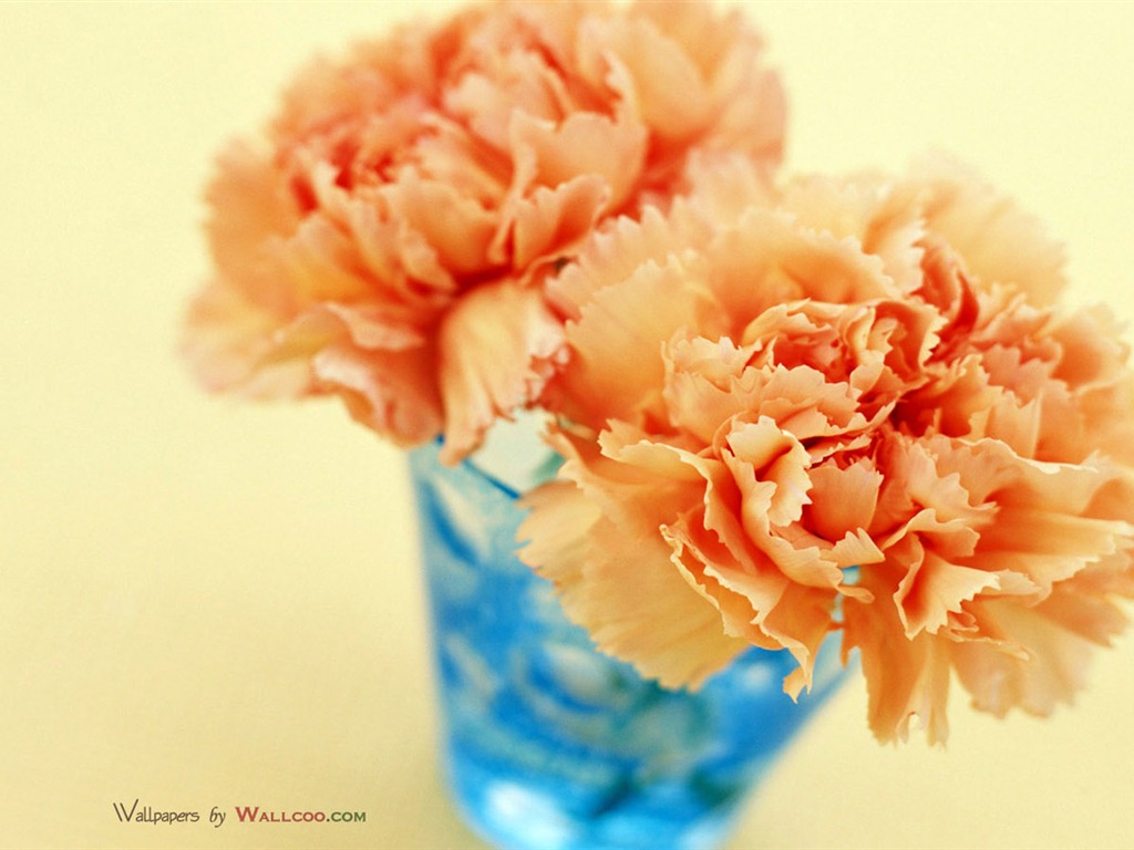 Mother's Day of the carnation wallpaper albums #23 - 1024x768