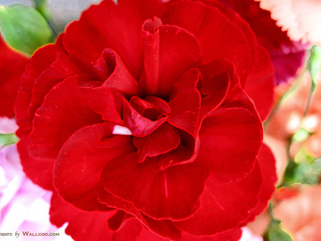 Mother's Day of the carnation wallpaper albums #27 - 1024x768