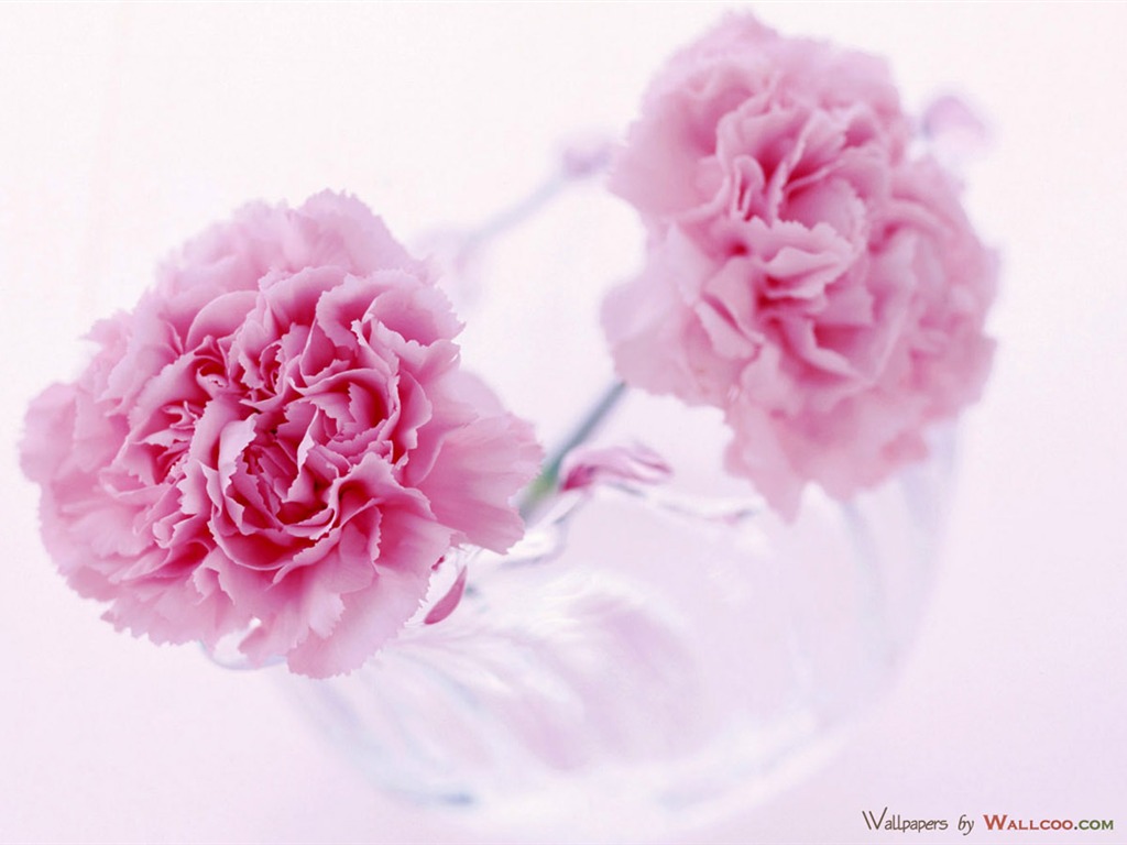 Mother's Day of the carnation wallpaper albums #33 - 1024x768