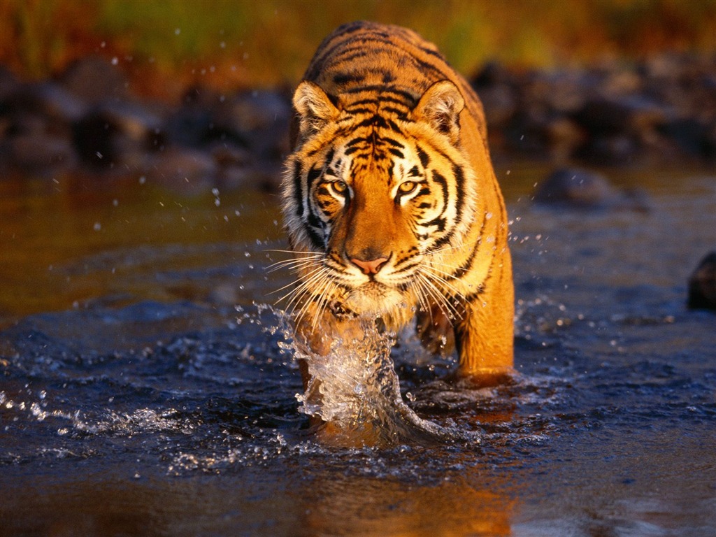 Tiger Фото обои (2) #1 - 1024x768