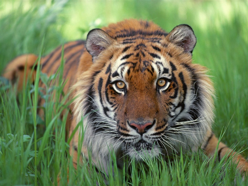 Foto Wallpaper Tigre (2) #2 - 1024x768