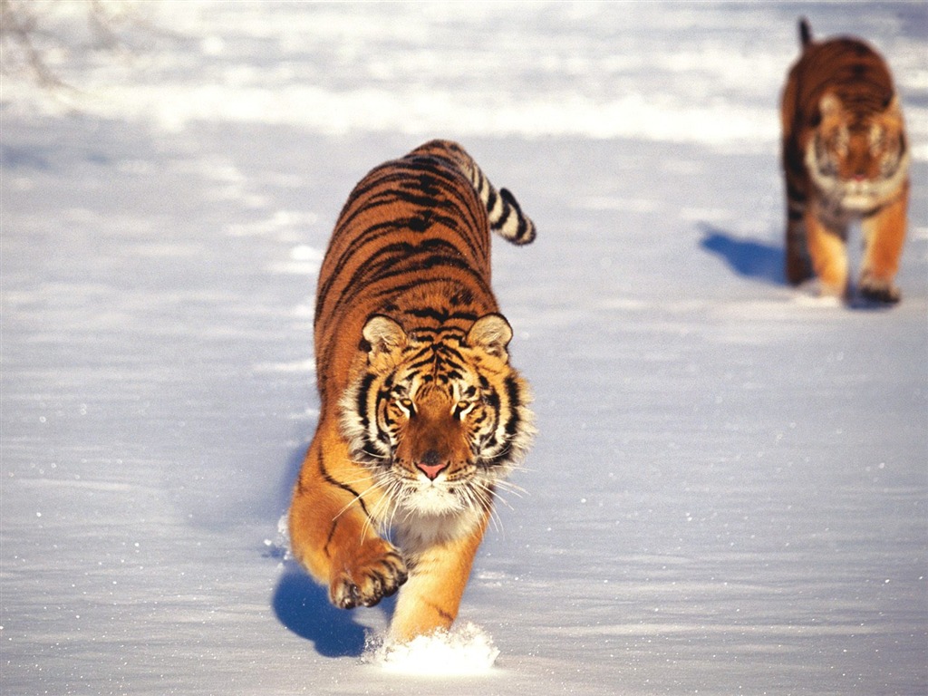 Tiger Фото обои (2) #3 - 1024x768