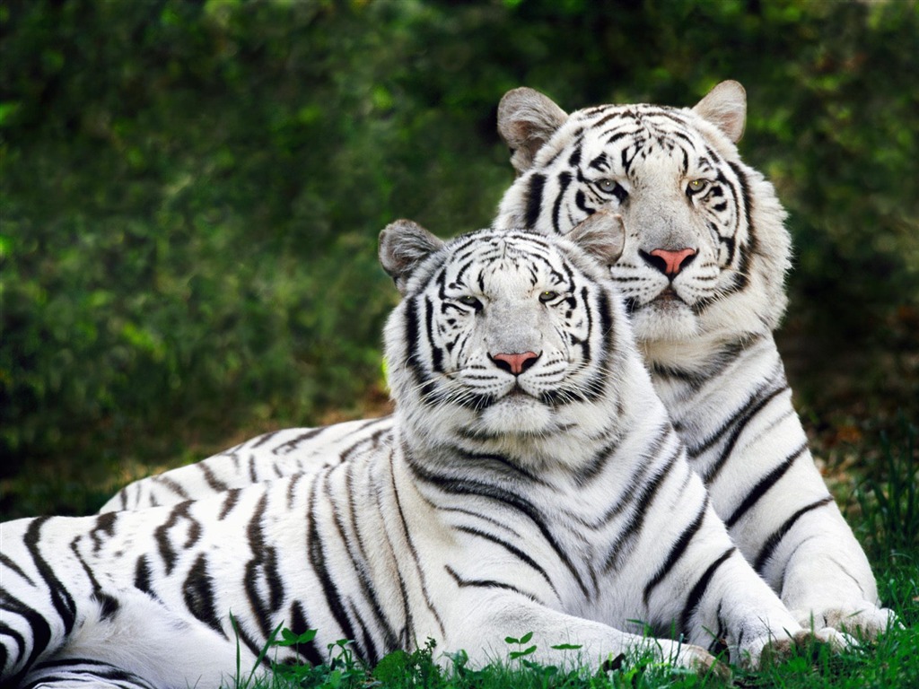 Foto Wallpaper Tigre (2) #6 - 1024x768