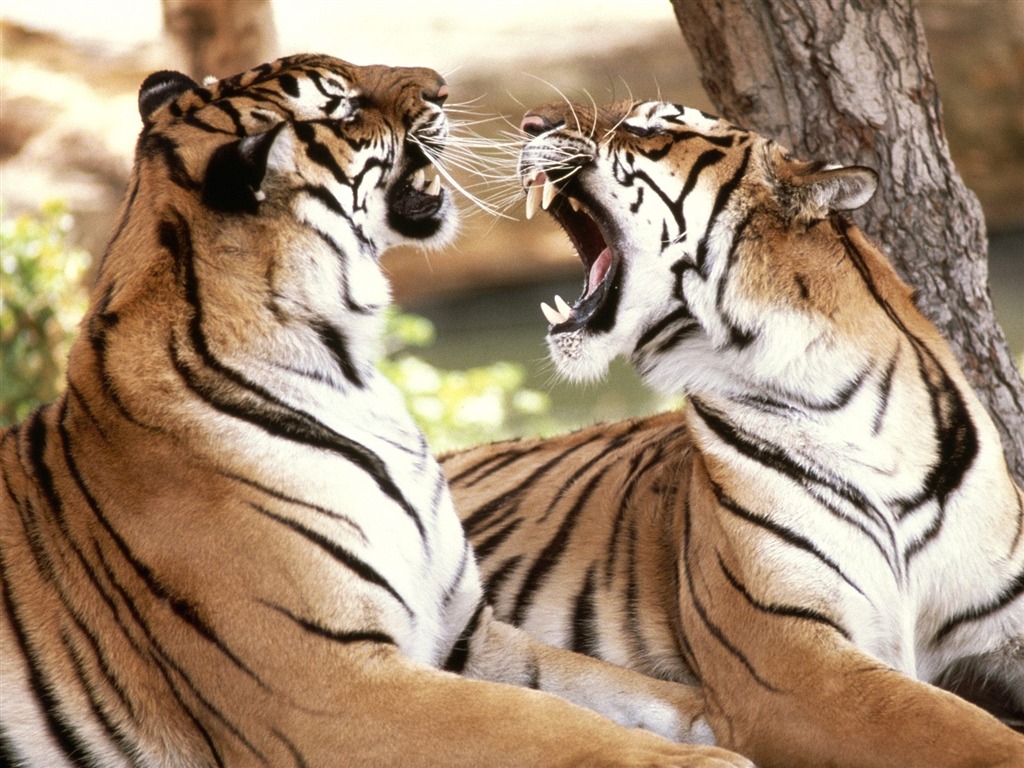 Tiger Фото обои (2) #8 - 1024x768