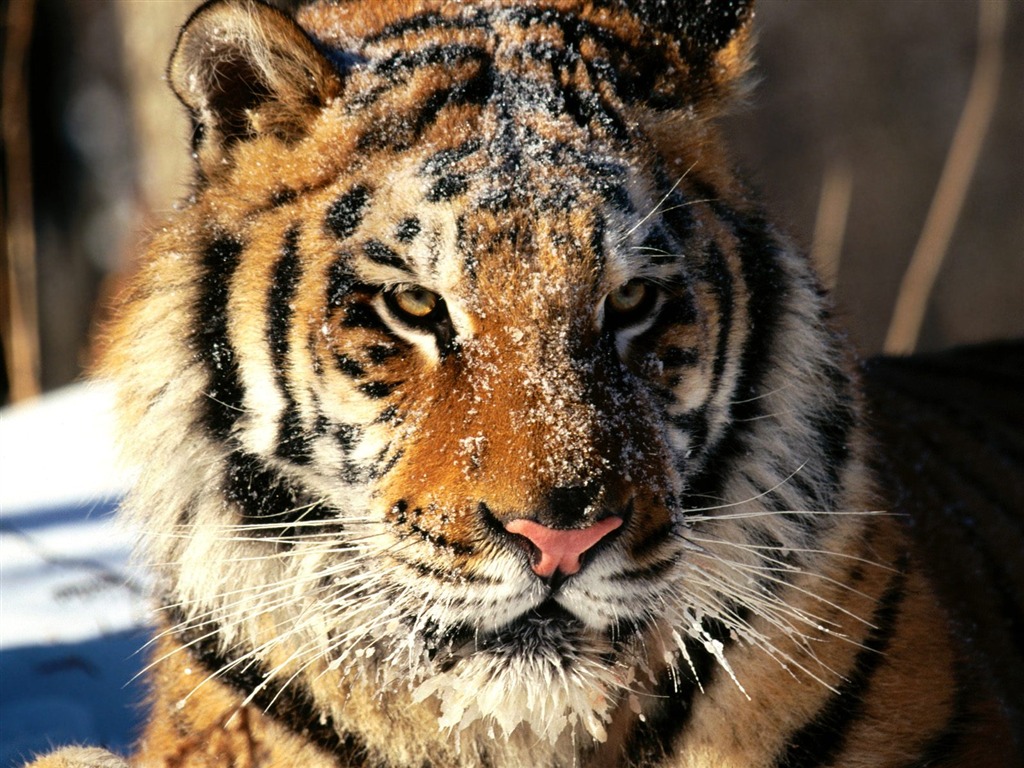 Tiger Фото обои (2) #10 - 1024x768