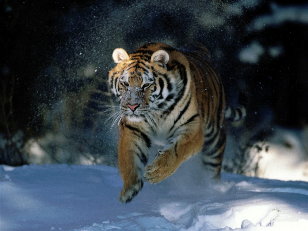 Tiger Фото обои (2) #11 - 1024x768
