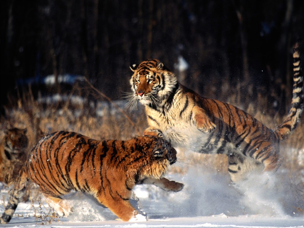 Tiger Фото обои (2) #12 - 1024x768