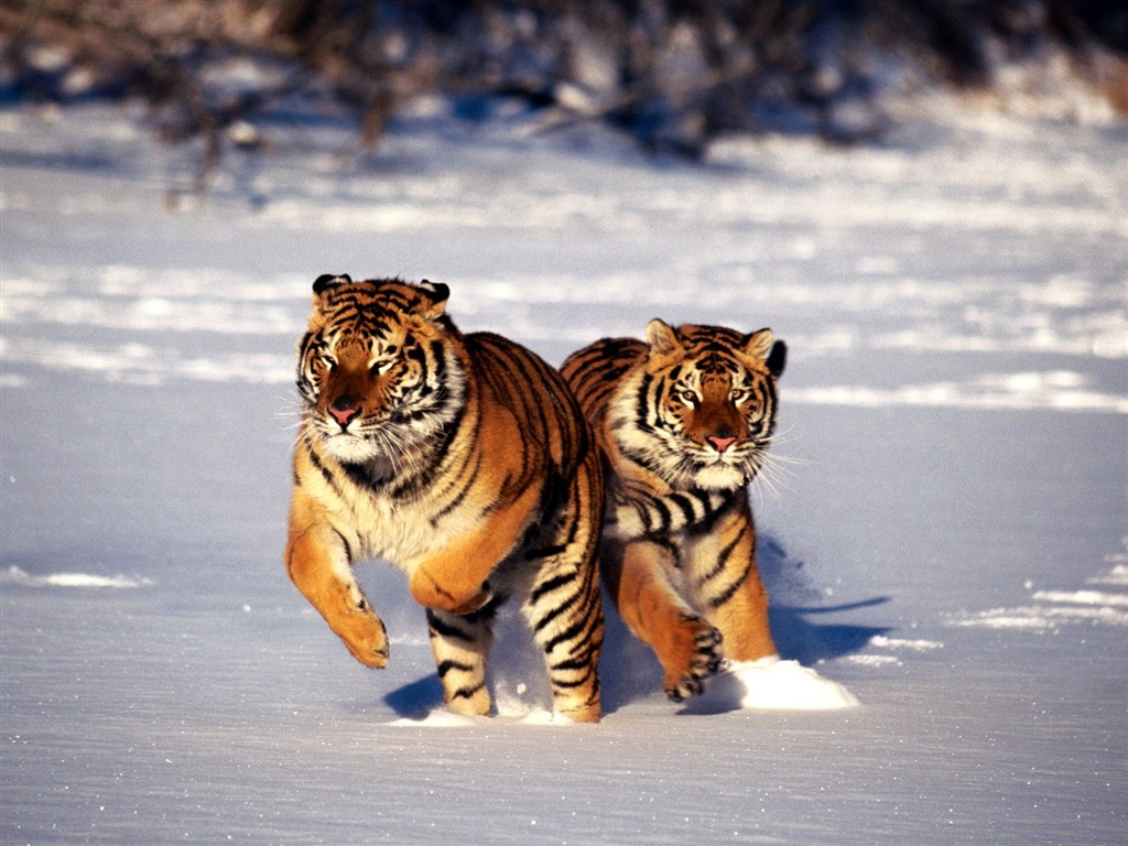 Tiger Фото обои (2) #13 - 1024x768