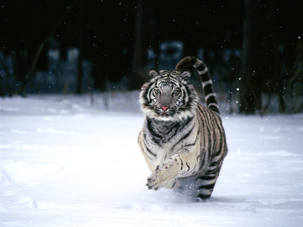Tiger Фото обои (2) #14 - 1024x768