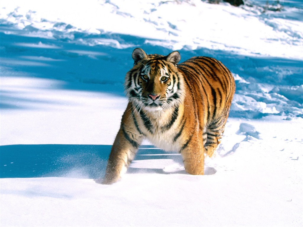 Tiger Фото обои (2) #15 - 1024x768