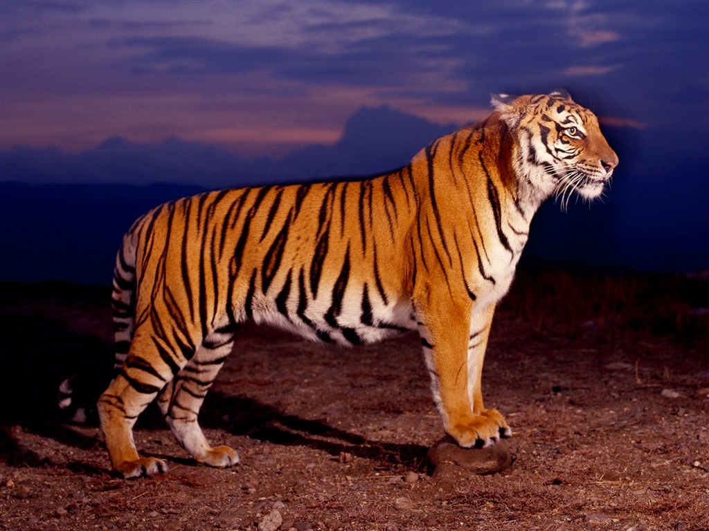 Tiger Фото обои (2) #16 - 1024x768